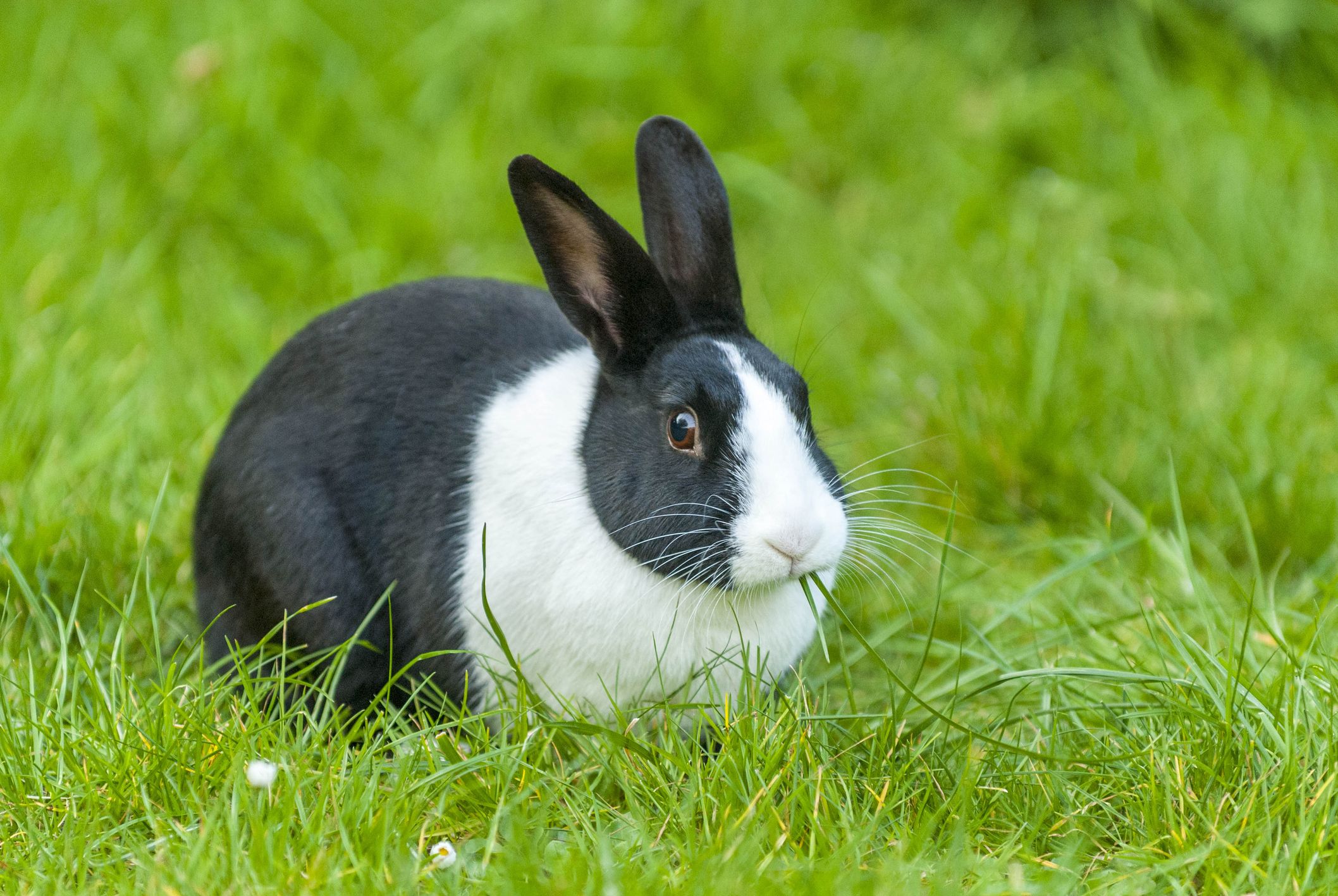 Black and white angora shops rabbit