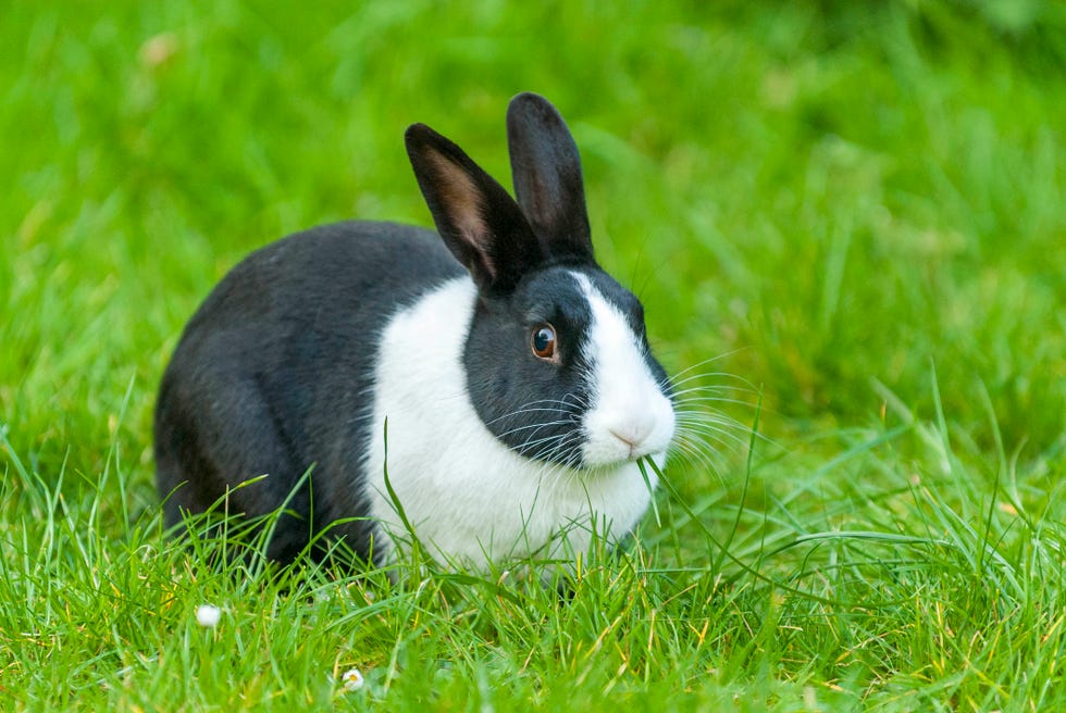 black and white dutch rabbit feeding on grass in garden