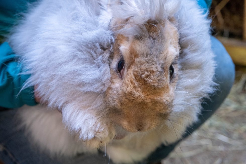 close up portrait of a very furry fawn colored english angora rabbit