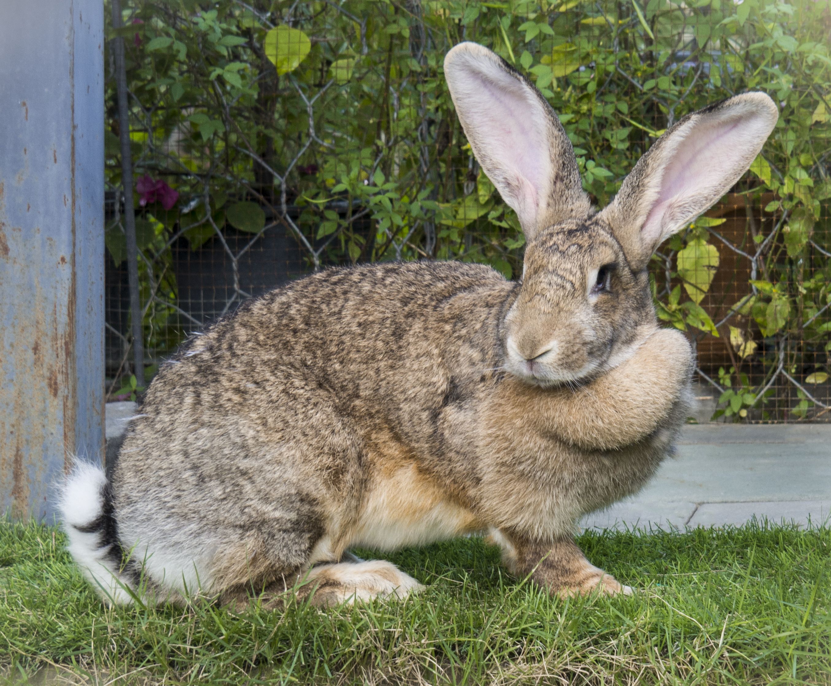 Giant indoor rabbit best sale