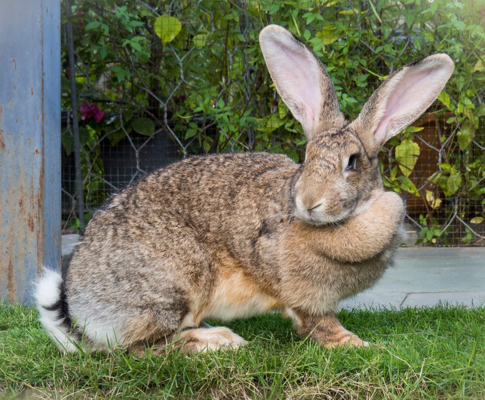 brown, shorthaired flemish giant rabbit sitting on grass in grass in front of wire pen side