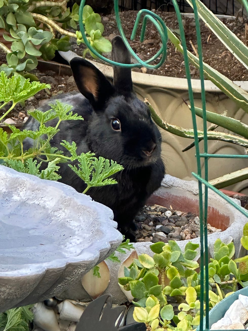 black havana rabbit sitting in garden plant pot by bird bath