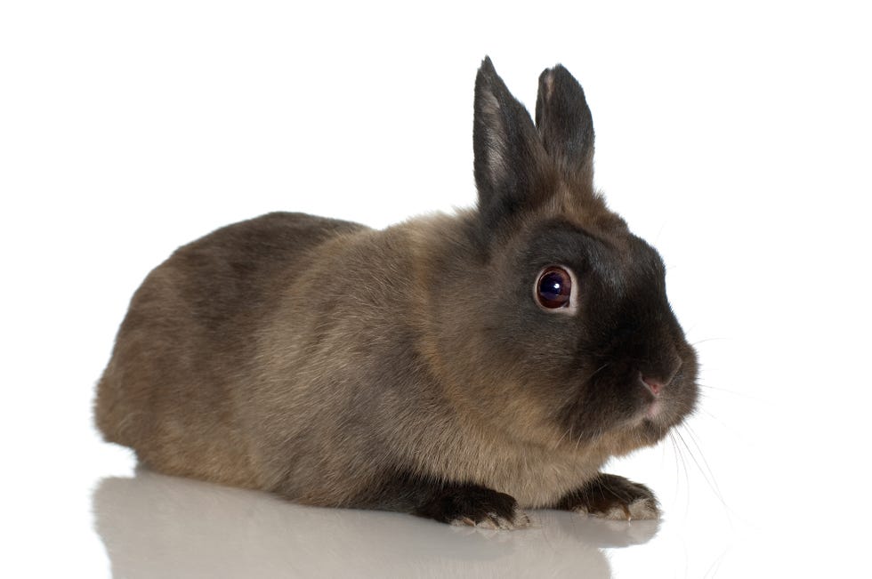 brown himalayan rabbit with deeper brown color on face, eats and paws against a white background