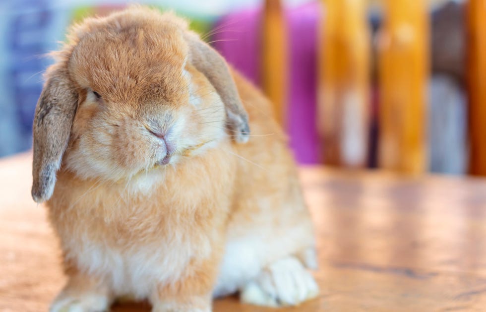 orange holland lop rabbit with white belly and ears hanging down sitting on wood floor