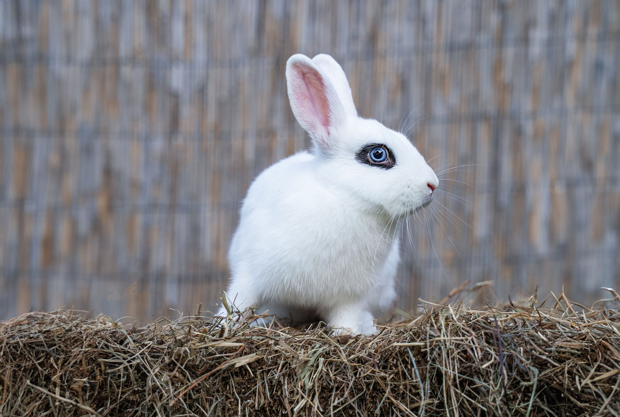 Female dutch rabbit fashion