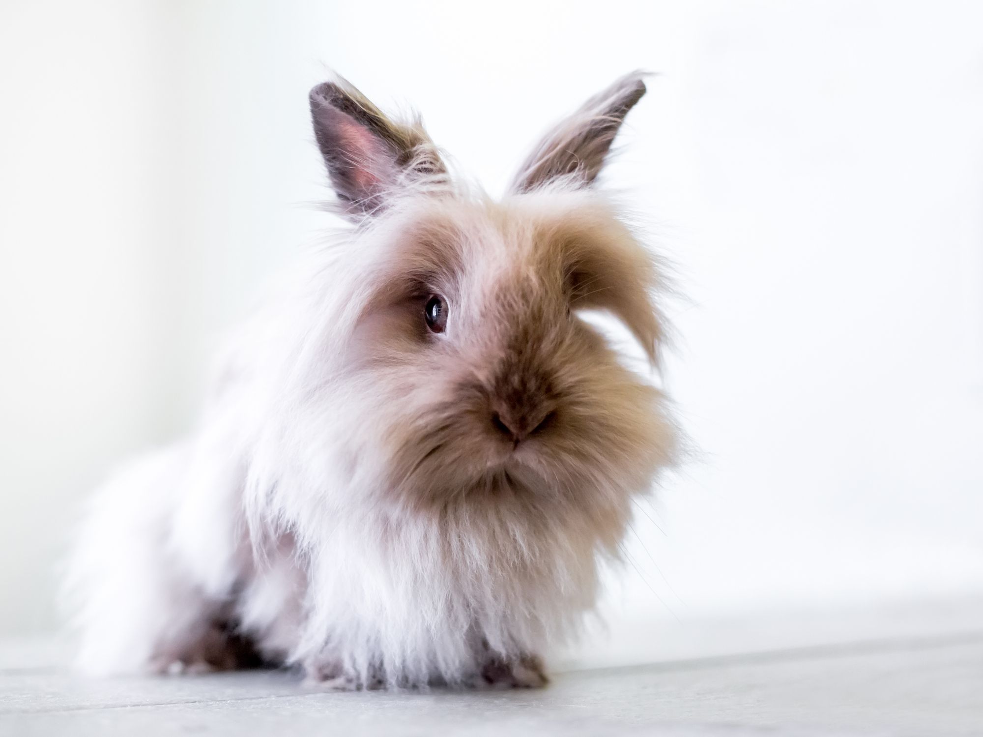 Lots popular of bunnies looking at you