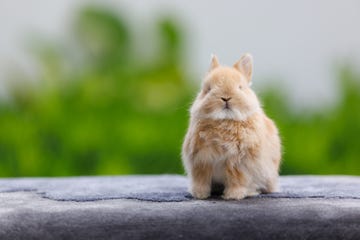 cute orange and white fuzzy tiny rabbit sitting outside facing camera