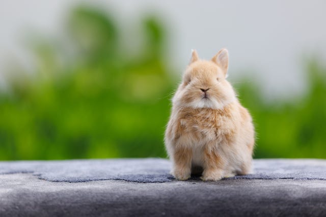 cute orange and white fuzzy tiny rabbit sitting outside facing camera