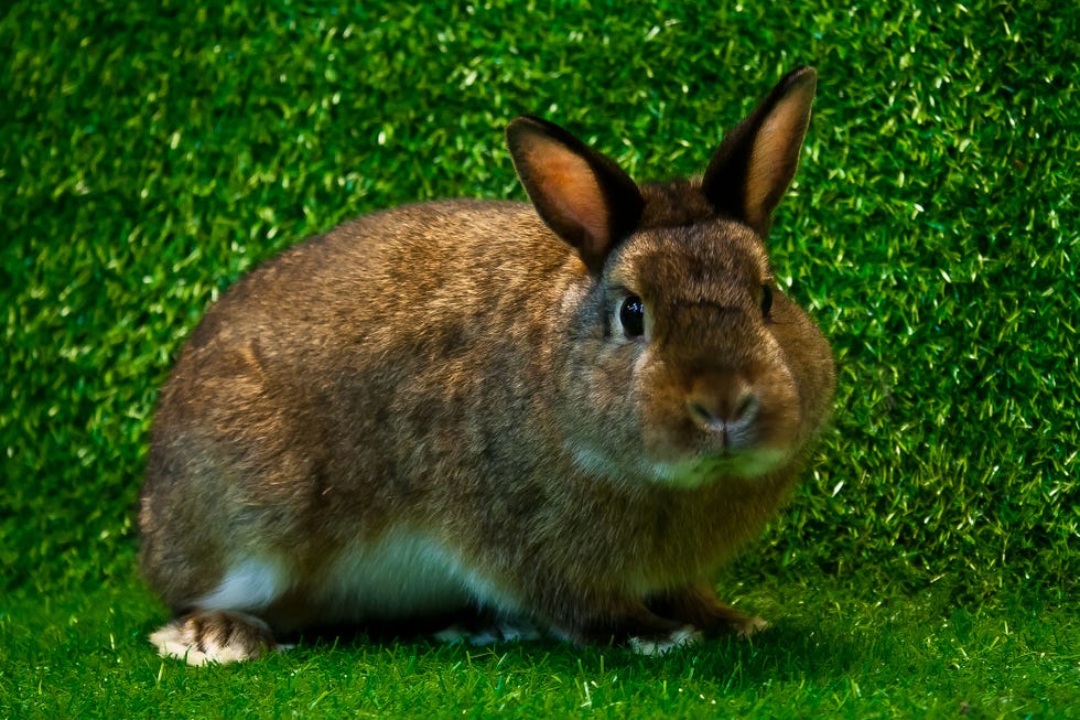 brown mini satin rabbit with white belly on faux grass