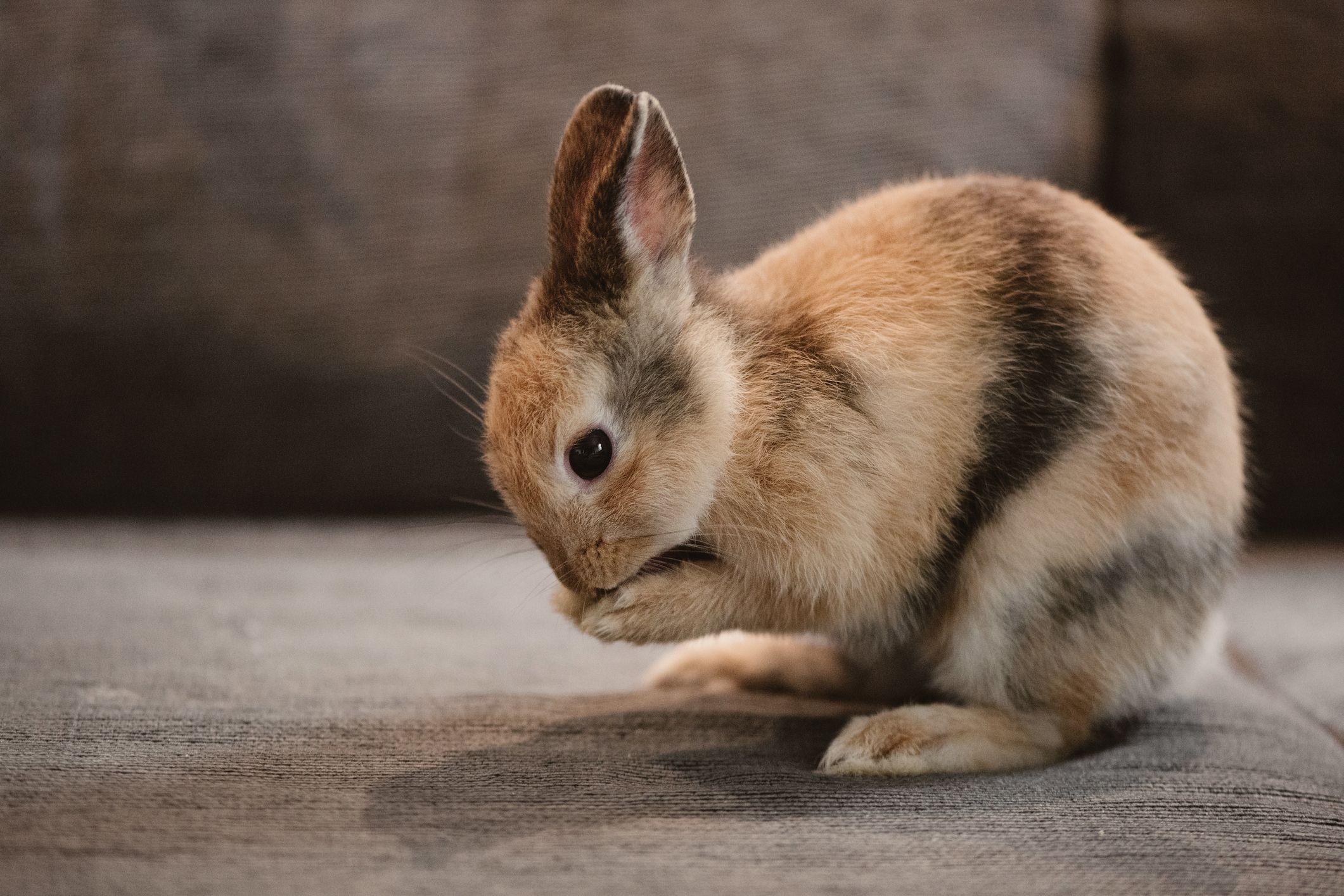 Cute fashion netherland dwarf rabbit