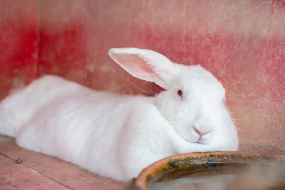 long white rabbit new zealand rabbit with ears back lying on red furniture