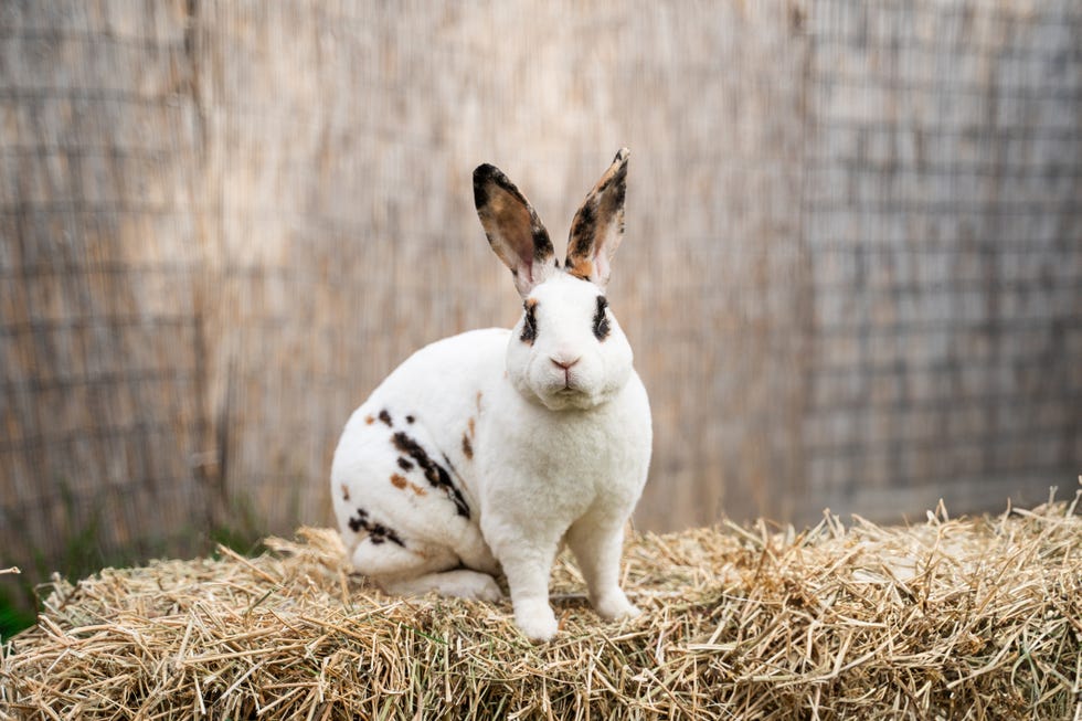 white rex rabbit with brown and black spots sitting on hay facing camera