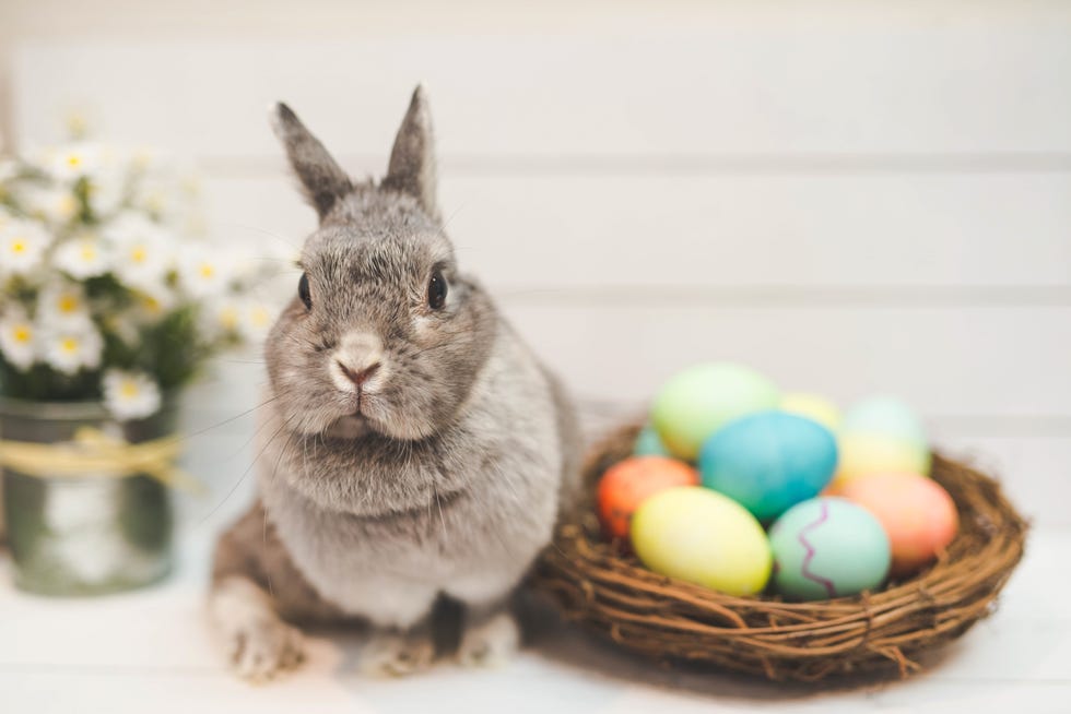 What Is the Easter Bunny Origin Story? - History of Easter Bunny