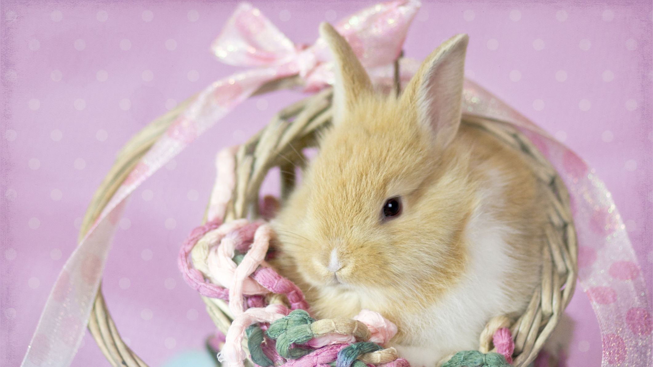 The very strange history of the Easter Bunny