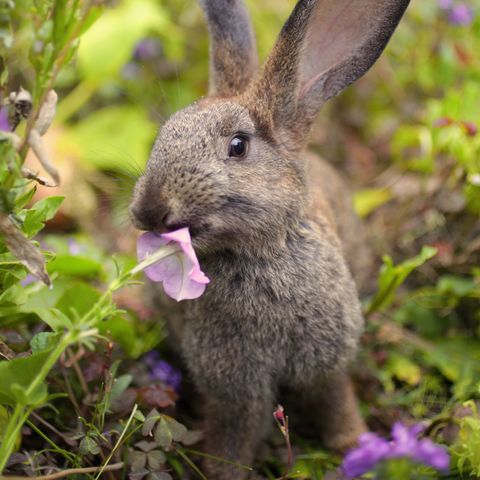 a romantic brown bunny eating a petunia flower