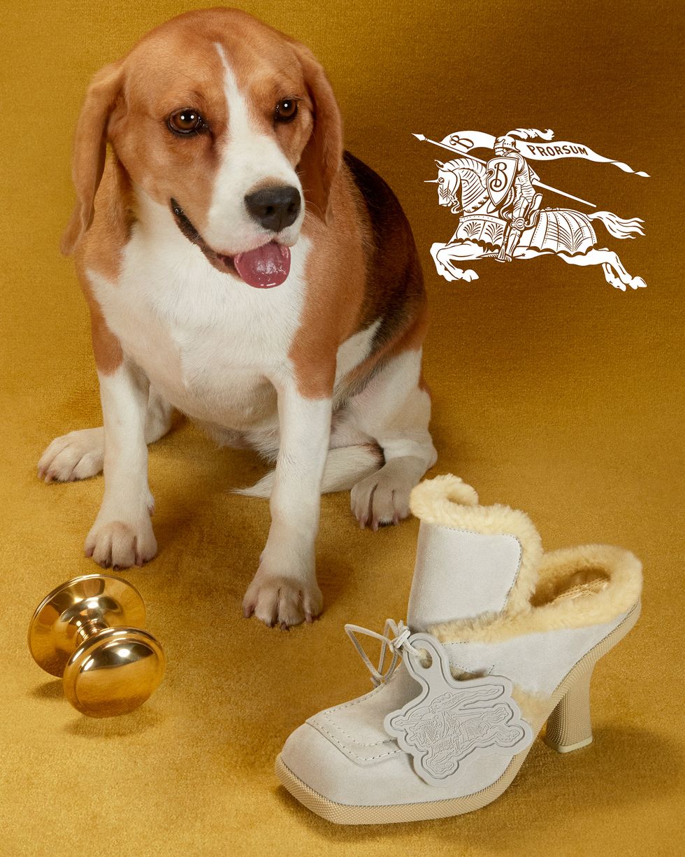 a dog sitting next to a pair of shoes