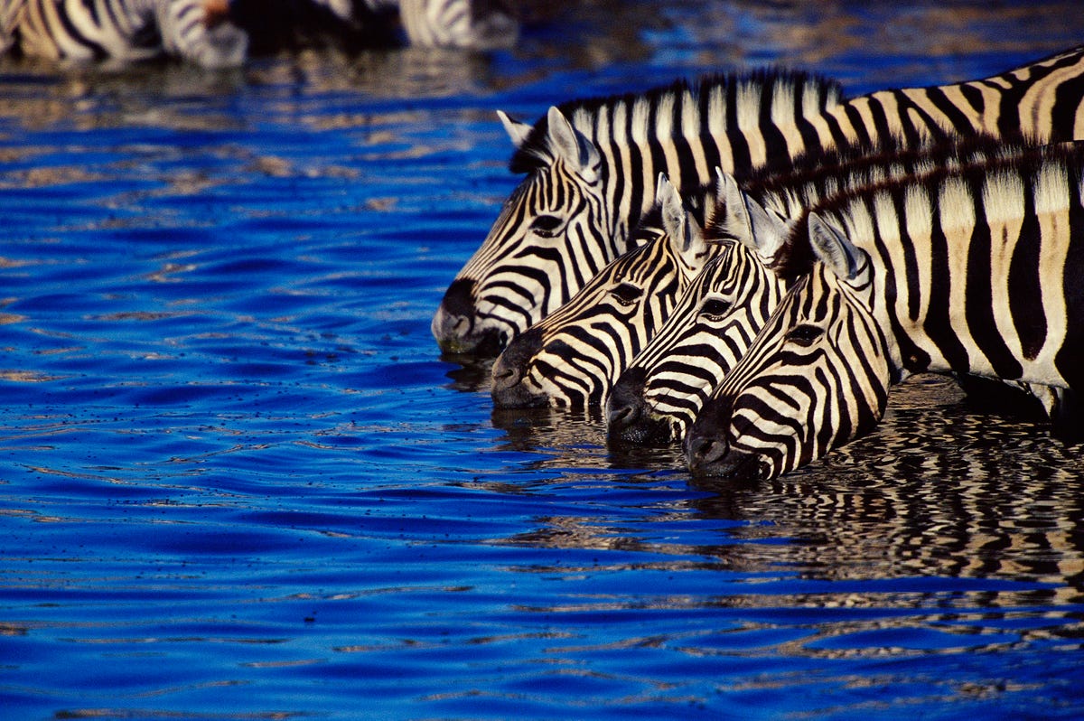 Animali estinti e i motivi della loro scomparsa