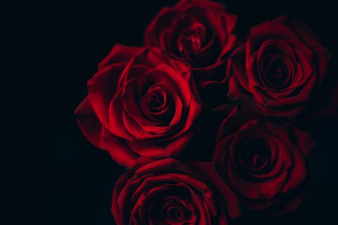 big red rose on black background with place for text in the dark
