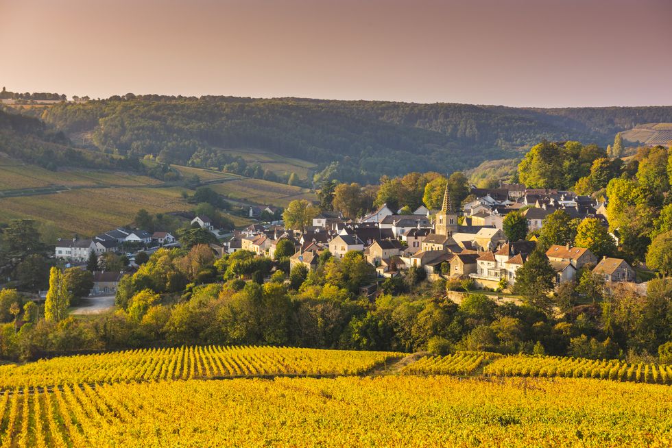 burgundy vineyards in autumn