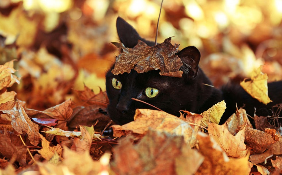 Buried in the Leaves Buried in the Leaves