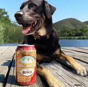 busch beer announces dog brew
