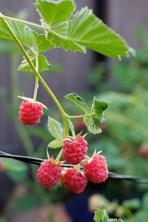 a bush of red ripe raspberries