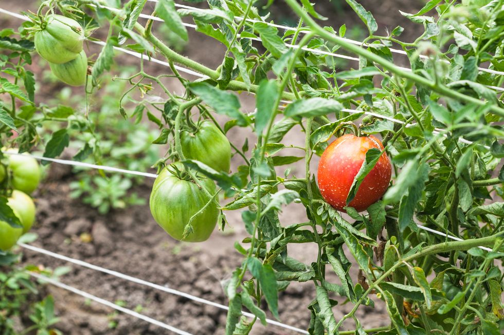 bushes with ripening tomatoes on ropes in garden