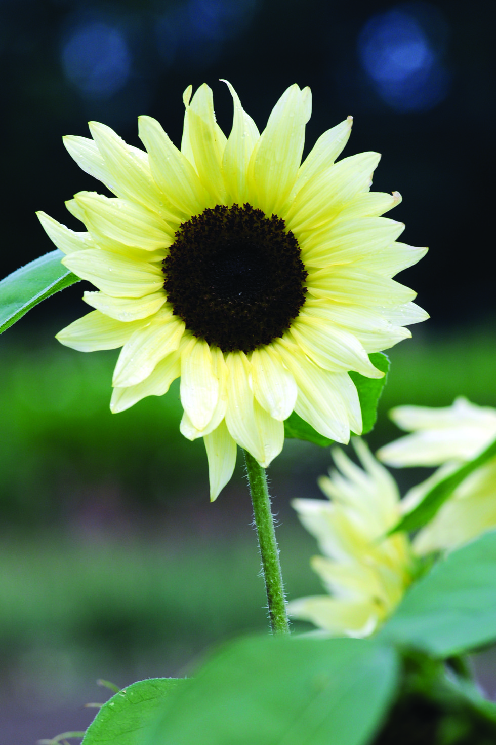 25 Best Types of Sunflowers - Varieties of Sunflowers to Plant