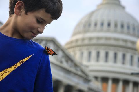 Congressional Pollinator Protection Caucus Releases Monarch Butterflies To Raise Awareness About Their Declining Population