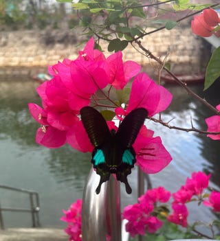 a butterfly on a flower
