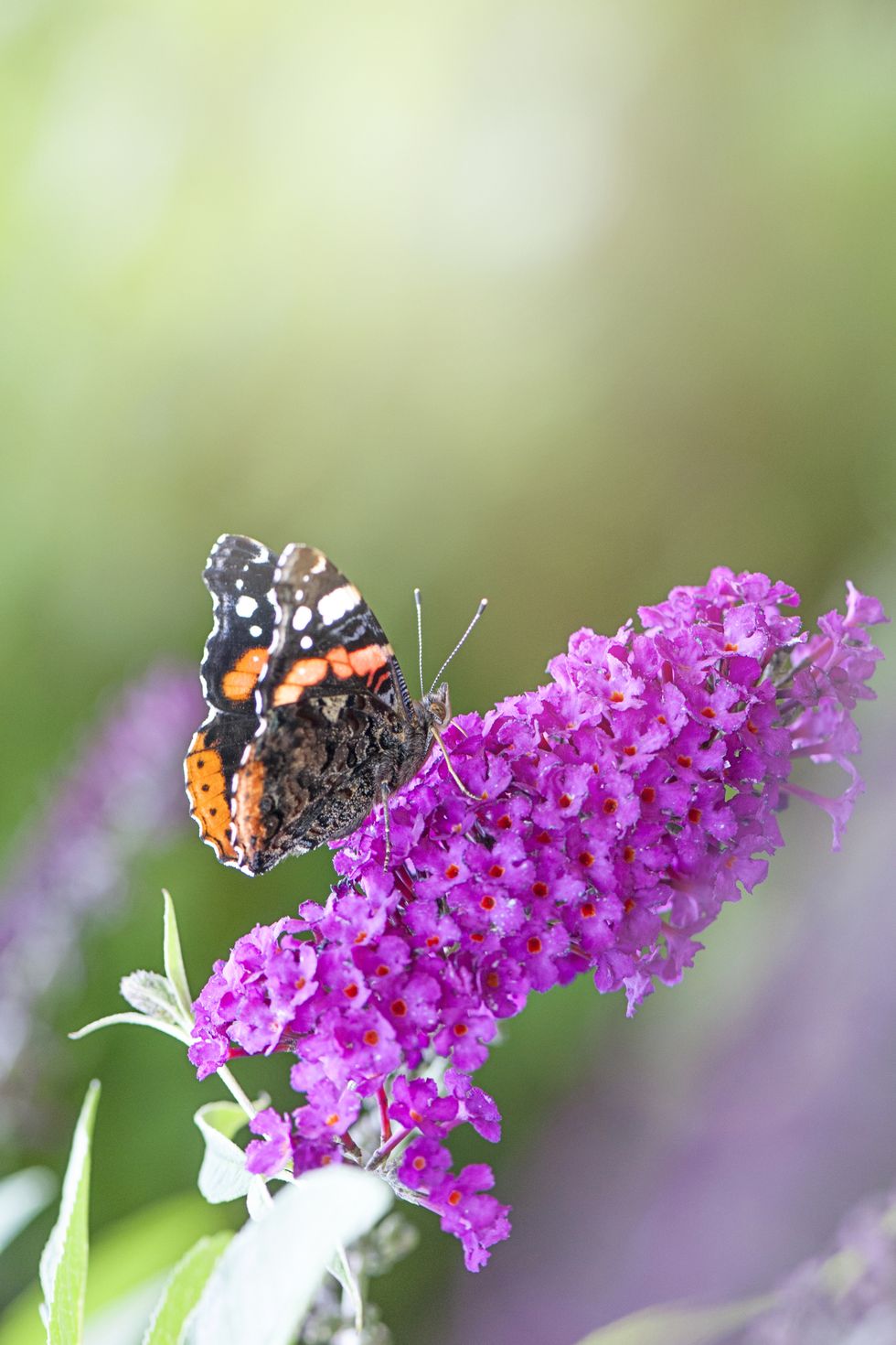 close up of dwarf butterfly bush with butterfly on the flowers