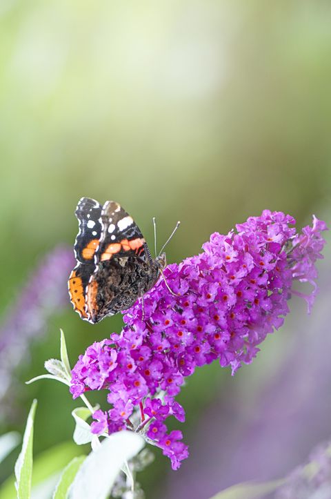 close up of dwarf butterfly bush with butterfly on the flowers