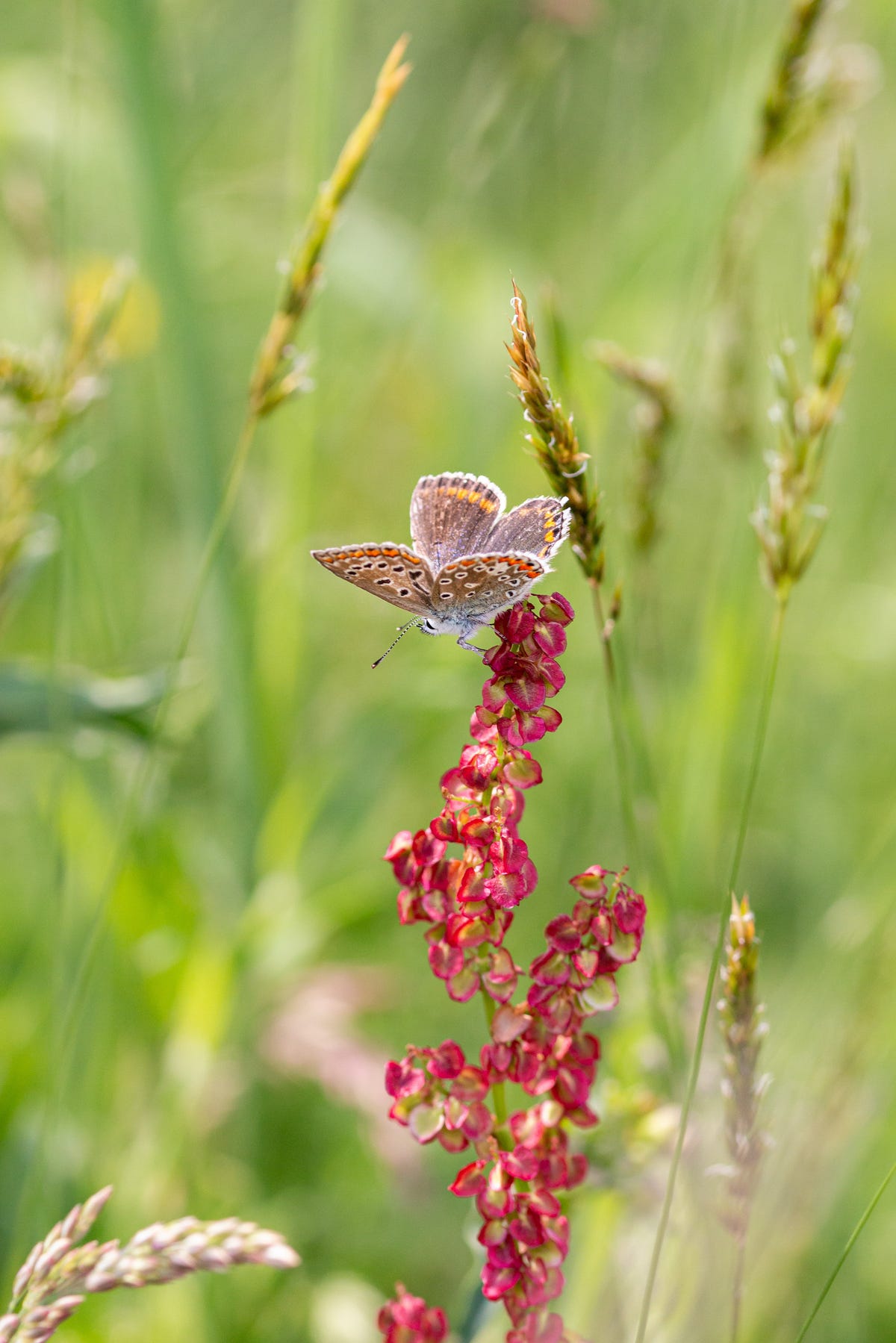 How To Help Pollinators Beat The Heat In Our Gardens This Summer