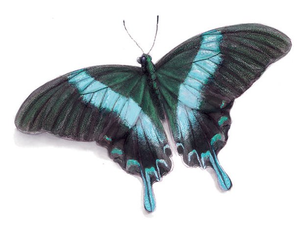 Een illustratie van Papilio blumei
