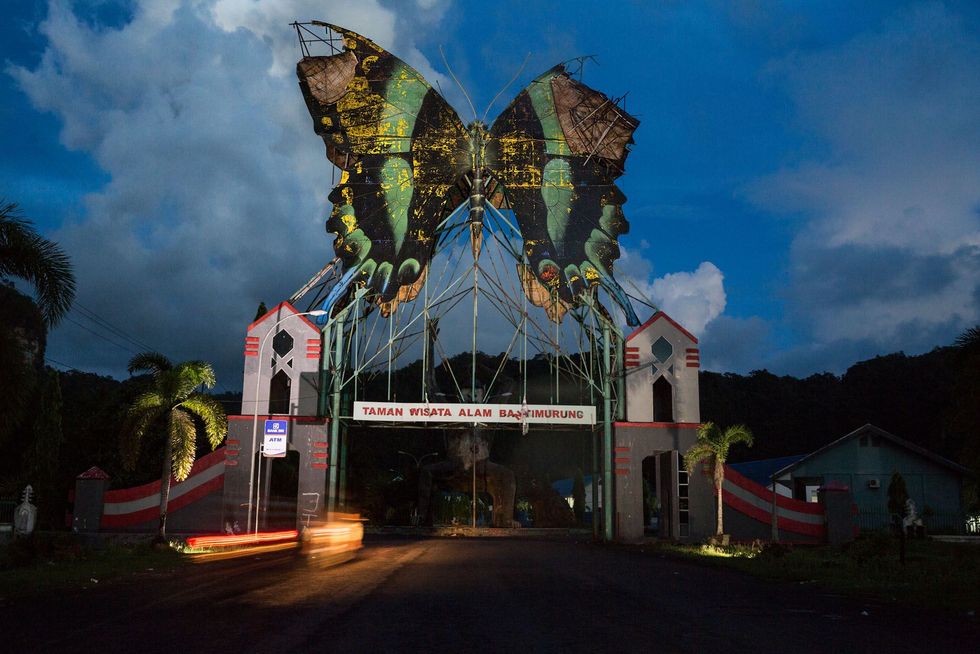 Papilo blumei markeert de poort naar Bantimurung Ecotourism Park als symbool van lokale trots In het omringende nationale park dat werd opgericht in 2004 zijn de vlinders beschermd tegen habitatverlies en pesticiden maar niet tegen stroperij