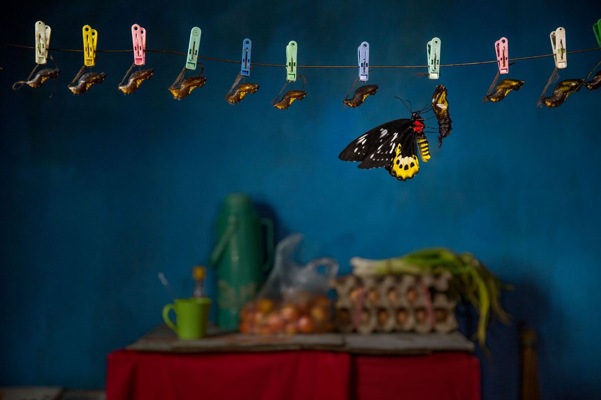 In de keuken van een pension in de Indonesische provincie WestPapoea is Ornithoptera goliath uit de pop gekropen Deze en andere zeldzame vlinders worden in een wereldwijd netwerk zowel legaal als illegaal verhandeld