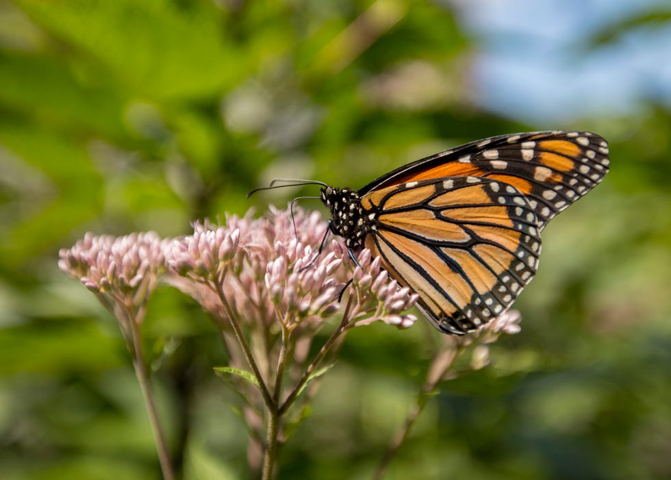 Milkweed Butterflies Are More Murderous Than They Look - The New York Times