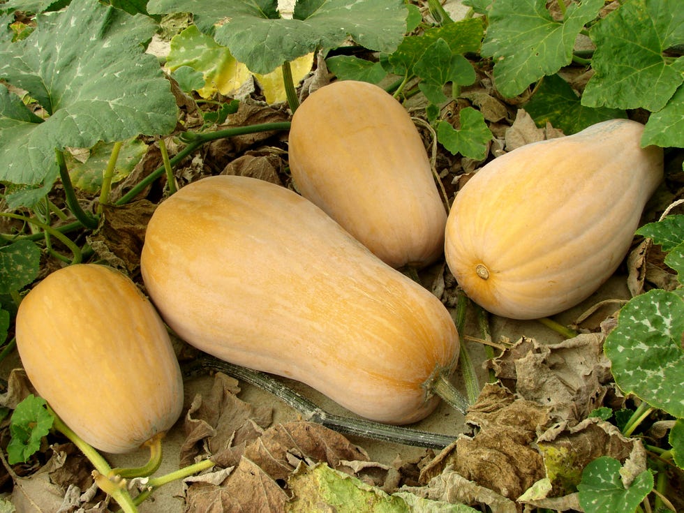 butternut squashes