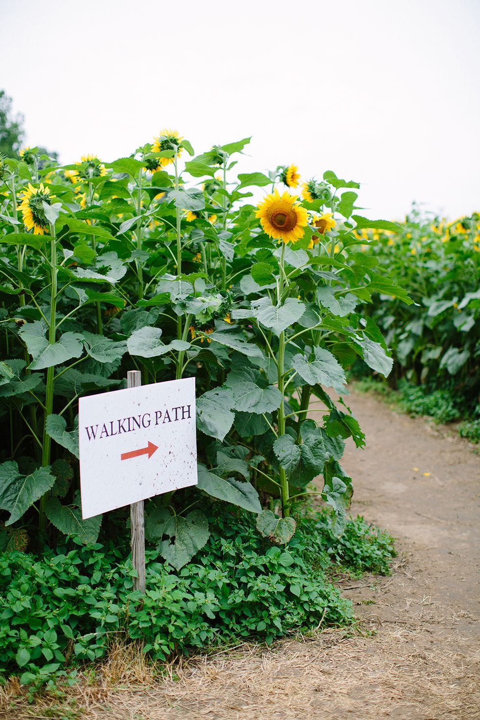 sunflower field with a white walking path sign