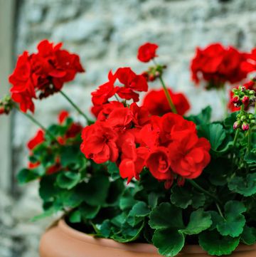 buy plants online   red garden geranium flowers in pot , close up shot  geranium flowers pelargonium