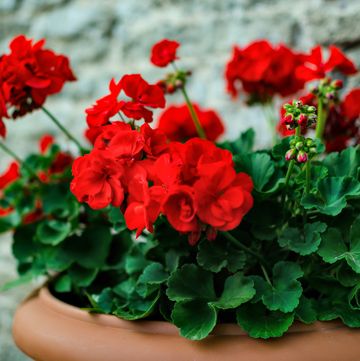 buy plants online   red garden geranium flowers in pot , close up shot  geranium flowers pelargonium