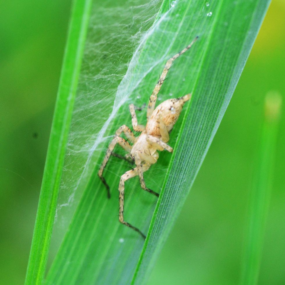 uk spiders – buzzing spider