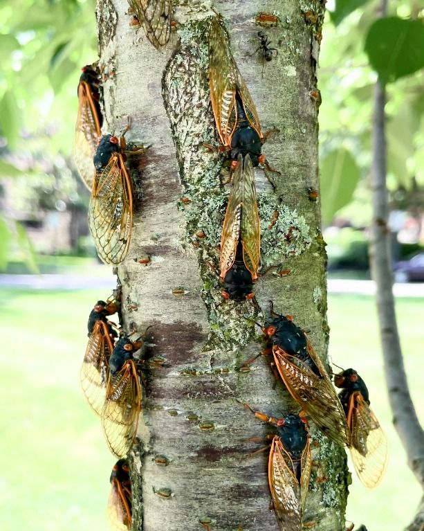 group of adult periodical cicadas on a tree trunk, neighborhood in background