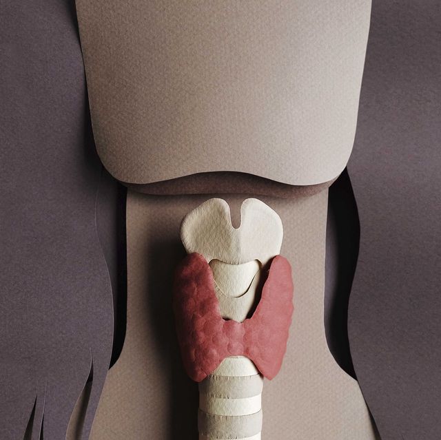 human anatomy illustration   thyroid organ