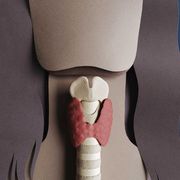 human anatomy illustration   thyroid organ