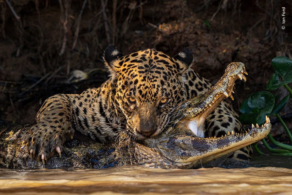 a jaguar delivered a fatal bite to a caiman in the pantanal in mato grosso, brazil