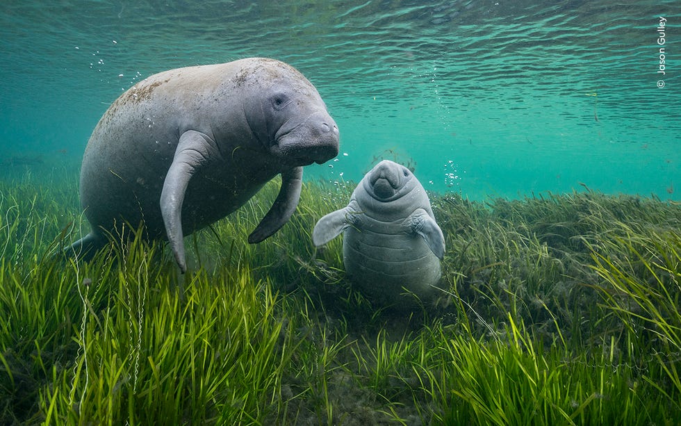 a manatee and her calf in seagrass