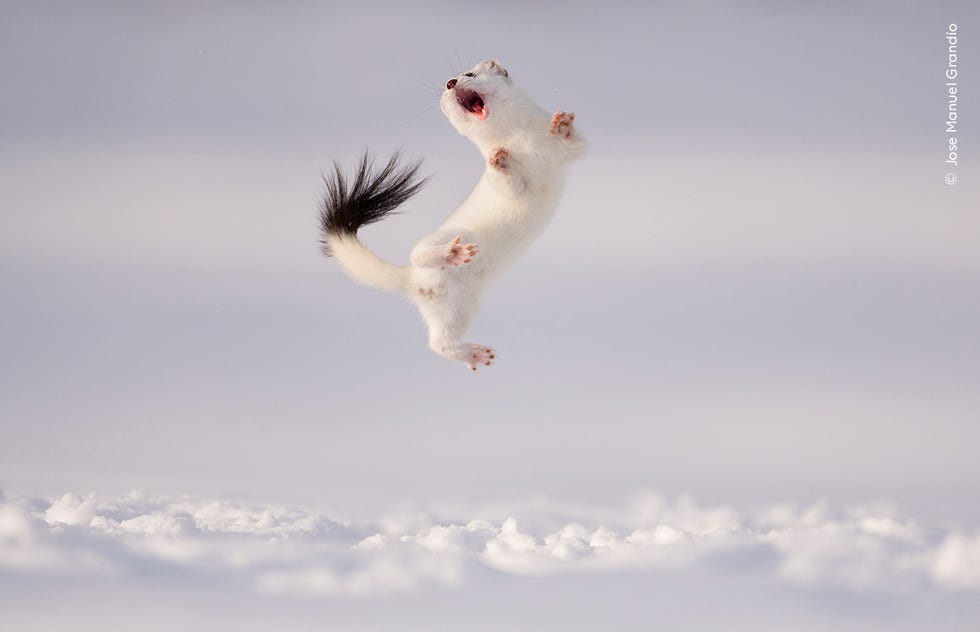 leaping stoat