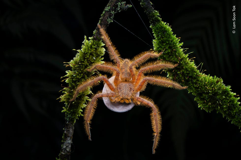 spider on branch