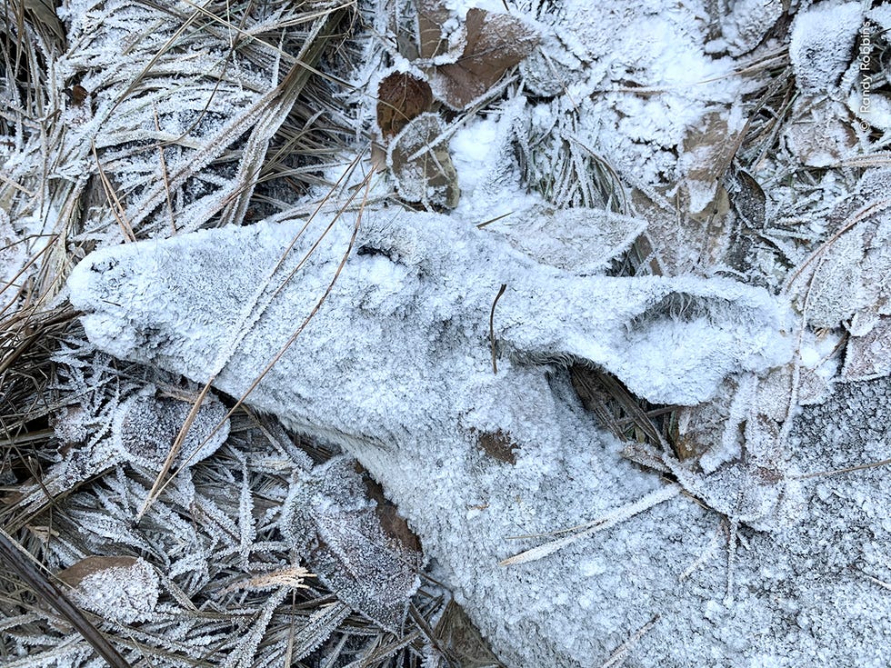 frozen deer in forest